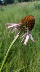 Echinacea atrorubens