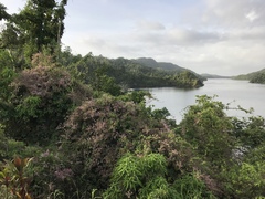 Congea tomentosa