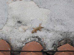 Tarentola mauritanica