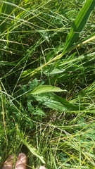 Echinacea atrorubens
