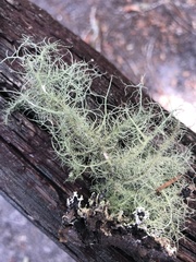 Usnea mutabilis