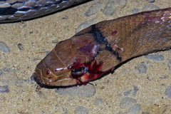 Coelognathus radiatus