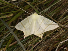 Ourapteryx sambucaria