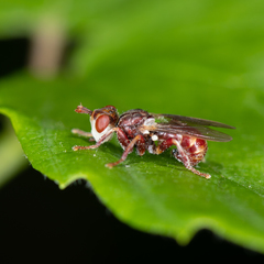 Myopa clausa