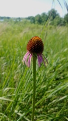 Echinacea atrorubens