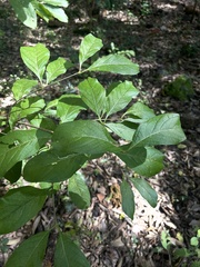 Vangueria bowkeri