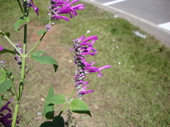 Salvia purpurea