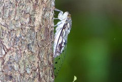 Platylomia malickyi