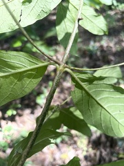 Vangueria bowkeri