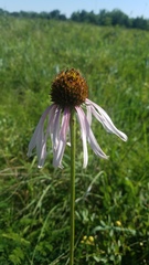 Echinacea atrorubens