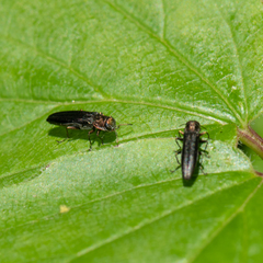 Agrilus anxius