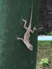 Anolis cristatellus