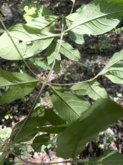 Vangueria bowkeri