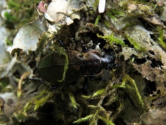 Carabus regalis
