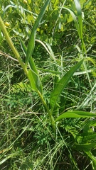 Echinacea atrorubens