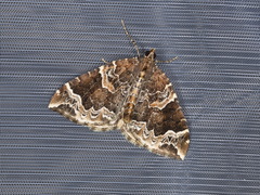 Eulithis prunata