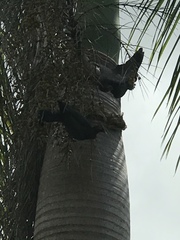 Patagioenas squamosa