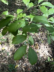 Vangueria bowkeri