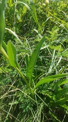 Echinacea atrorubens