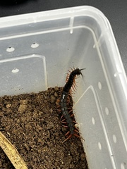 Scolopendra japonica
