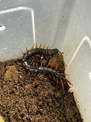 Scolopendra japonica