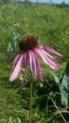 Echinacea atrorubens