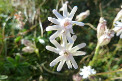 Silene ciliata