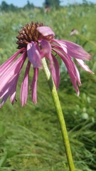 Echinacea atrorubens