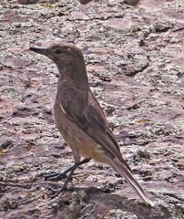 Agriornis albicauda