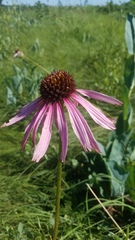 Echinacea atrorubens