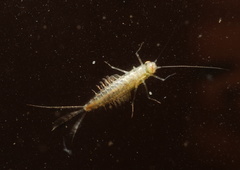 Baetidae