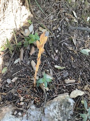 Orobanche clausonis