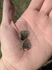 Triphysa nervosa nervosa