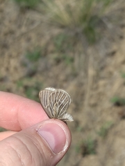 Triphysa nervosa nervosa