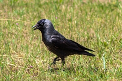 Corvus monedula