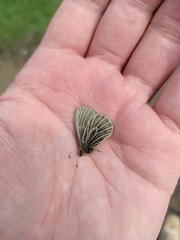 Triphysa nervosa nervosa