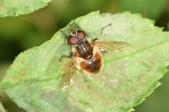 Eristalinus viridis