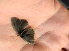 Triphysa nervosa nervosa