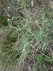 Bupleurum fruticescens