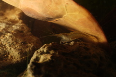 Caridina typus