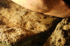 Caridina typus
