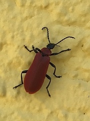 Pyrochroa coccinea
