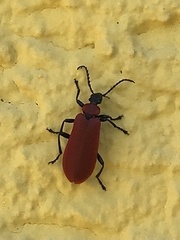 Pyrochroa coccinea