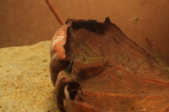 Caridina typus