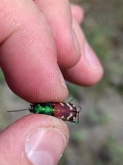 Cicindela coerulea nitida