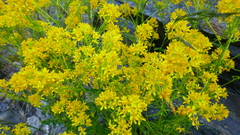 Sisymbrium austriacum