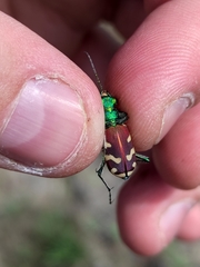 Cicindela coerulea nitida