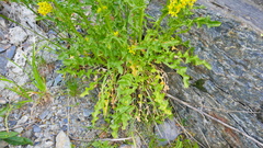 Sisymbrium austriacum