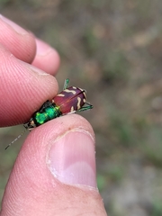 Cicindela coerulea nitida