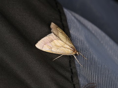 Evergestis limbata